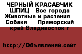 ЧЕРНЫЙ КРАСАВЧИК ШПИЦ - Все города Животные и растения » Собаки   . Приморский край,Владивосток г.